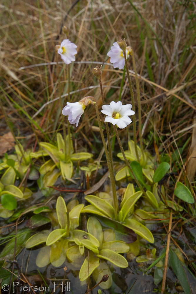Primrose Butterwort (Pinguicula primuliflora)