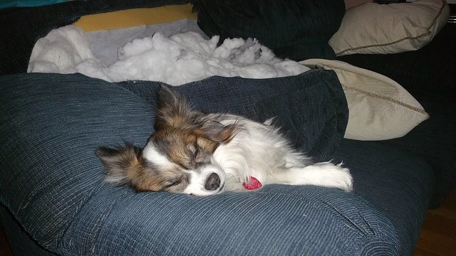 Oliver the Papillon