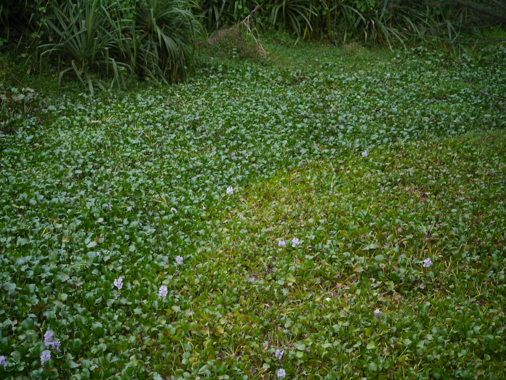 Eichhornia crassipes (Mart.) Solms