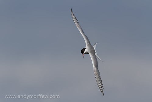 A Steep Tern | This Common Tern was captured fishing in the \u2026 | Flickr