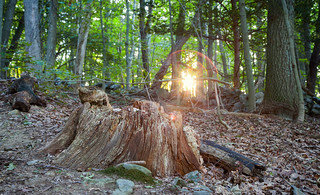 Tree Stump on Indian Hill, West Newbury, Massachusetts