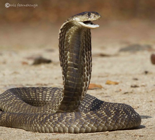 snouted cobra | by chris fearnehough