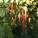 Caragana arborescens Lam. Fabaceae Faboideae Siberian peashrub