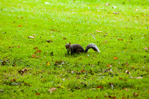 Squirrel, East Park