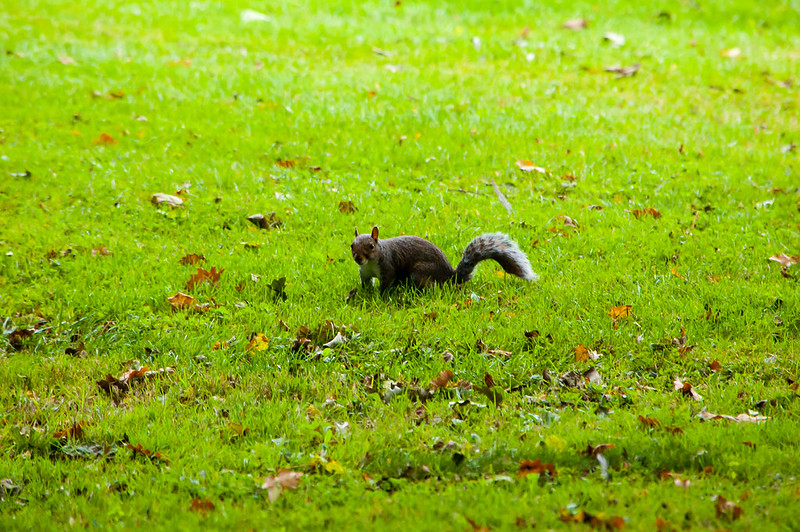 Squirrel, East Park