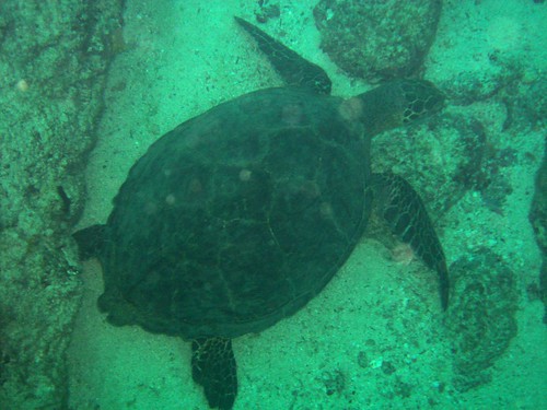 underwater turtle scuba panama centralamerica coiba
