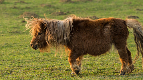 Wildes Pony | by phboehm