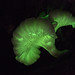 Glow in the Dark Mushrooms (Omphalotus nidiformis)