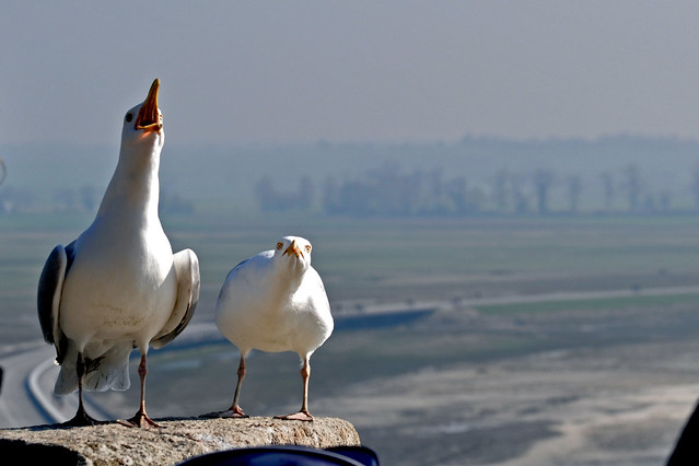 Angry gulls