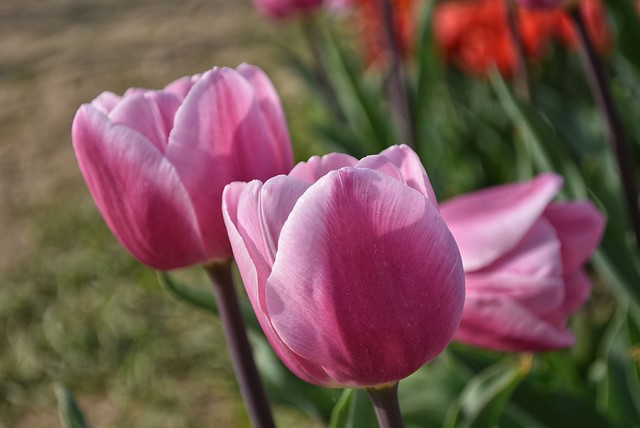 tulipani.ita (1)