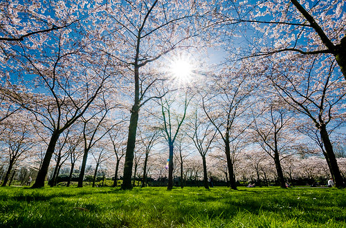 Spring | by sxdlxs