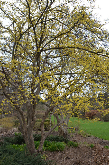 Cornelian Cherry  Dogwood Blossoms, Morton Arboretum, April 2, 2017 38 full