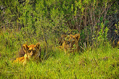 Lion-Cubs-WEB