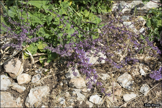 Salvia judaica in Rosh-HaAyin-flowers-IZE-163