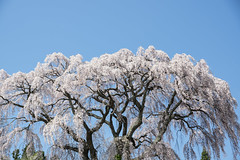 芹沢の桜(Fukushima)