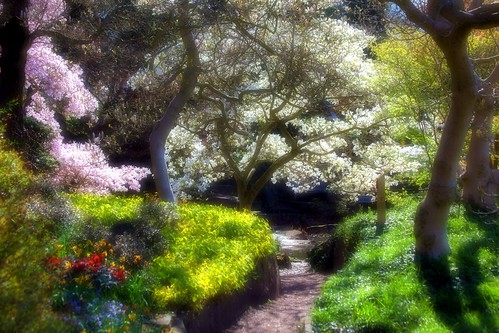 trees england gardens landscape botanical spring birmingham focus soft blossom dream 10faves 25faves johndalkin heavensgatejohn