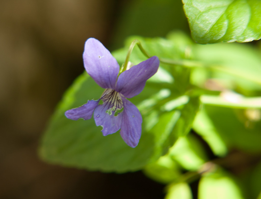Garden violet | David | Flickr