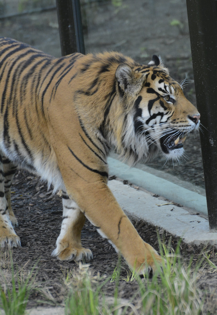 Fundraisers run naked in London Zoo tigers streak - ITV News