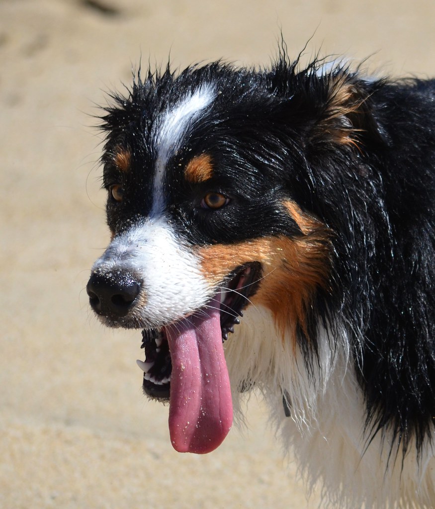 Beach Dog