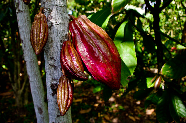 Cabosse de cacao Criollo ( un must rare).jpg
