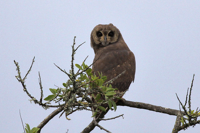 Marsh-Owl-perched_0707