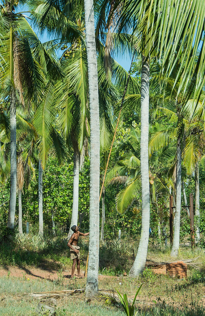 Gathering Coconuts, Sri Lanka, Photo 1