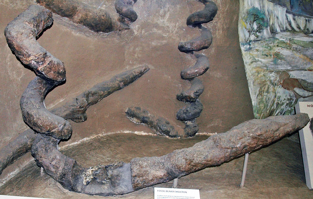 Daemonelix (fossil beaver burrows) (Harrison Formation, Middle Miocene; Sioux County, Nebraska, USA) 3