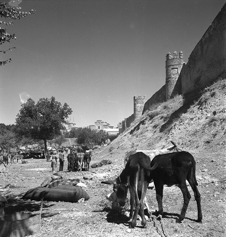 Mercado de ganado en el Paseo de Recaredo de Toledo en los años 50. Fotografía de Nicolás Muller  © Archivo Regional de la Comunidad de Madrid, fondo fotográfico