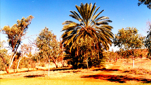 australia landscape light shadow palmtree nature natural