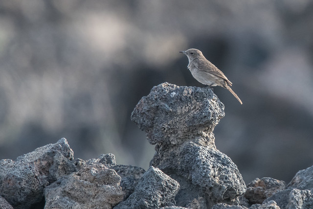 Sombre Rock Chat