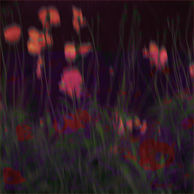 Poppies on Dark Ground
