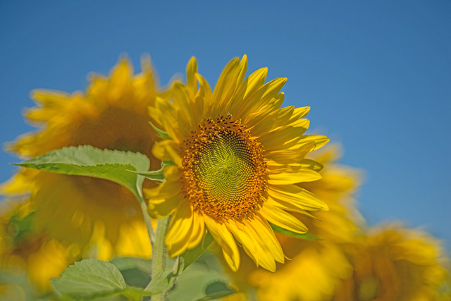 Sunflowers in Flamborough, Ontario