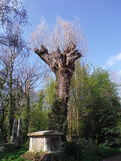 Italian Hybrid Black Poplar in Abney Park Cemetery SWC Short Walk 26 - Woodberry Wetlands (Stoke Newington Reservoirs)