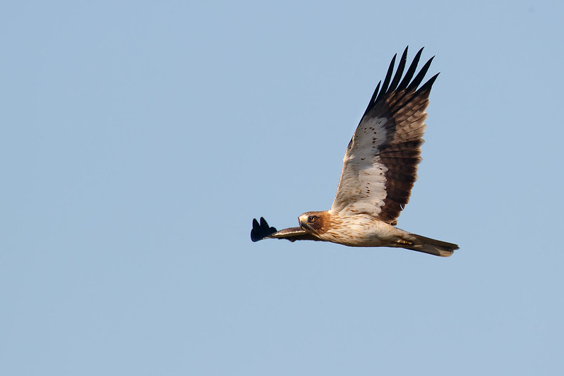 Hieraaetus pennatus | Booted Eagle | dvärgörn