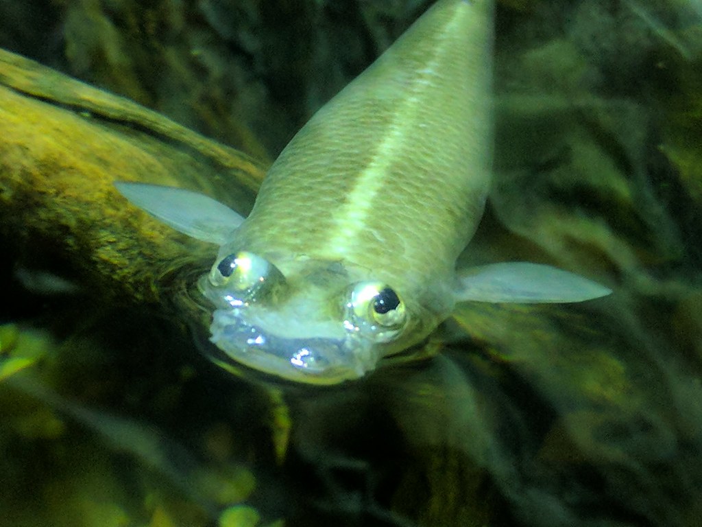 Anableps four-eyed fish