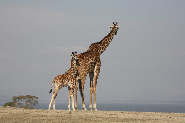 Giraffe Overlooking a Shrinking Lake Naivasha Kenya East Africa
