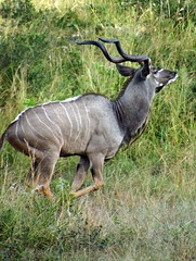 DSC05066 - BONGANI    Kudu Bull