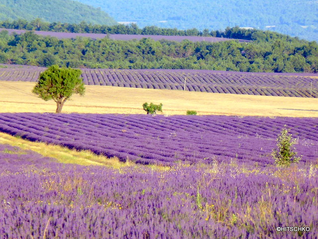 Lavendel und Getreide prägen die Landschaft