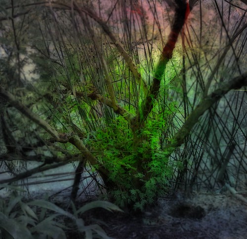 forestmagic.jpg | by KristinWarden