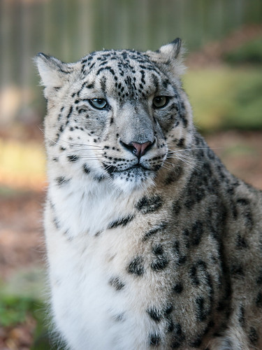 Snow Leopard Snow Leopard At Paradise Wildlife Park Broxb Flickr snow-leopard-snow-leopard-at-paradise-wildlife-park-broxb-flickr