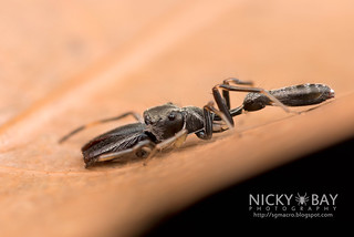 Ant Mimic Jumping Spider (Myrmarachne sp.) - DSC_2945