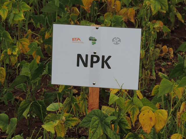 Bean variety treated with NPK fertilizer, in Kwemashai village Lushoto, Tanzania