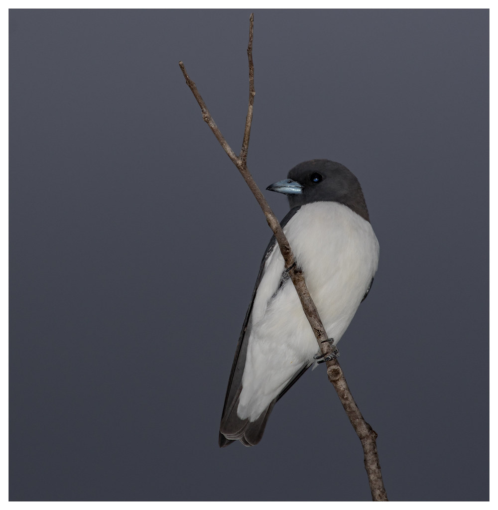 White Breasted Woodswallow (Artamus leucorynchus) (16 cm).