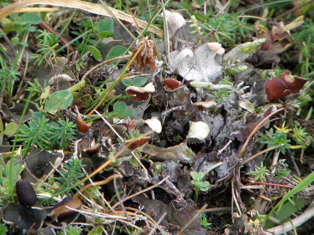 Peltigera rufescens (Little dog lichen / Klein leermos)