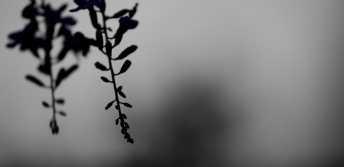 Fade to Purple | by !cem@n