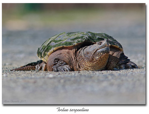faune animal tortue turtle tortueserpentine tortuehargneuse commonsnappingturtle chelydraserpentinaserpentina danville étangburbank