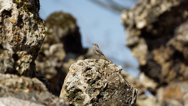 a female black Redstart on a rock / une femelle rougequeue noir (1)