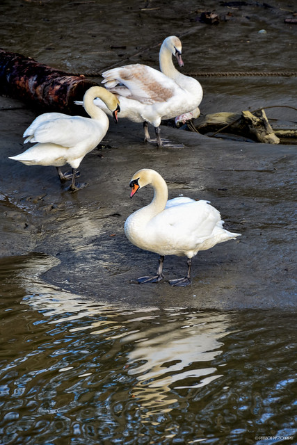 Mute Swans at Village of Finn Slough