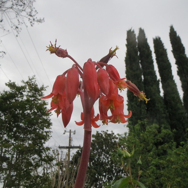 flowering succulent idplease Pig's ear or Cotyledon orbiculata