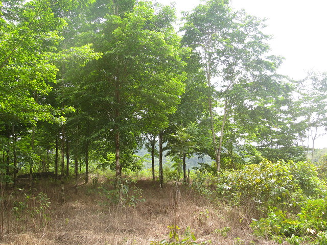 Wald 2016